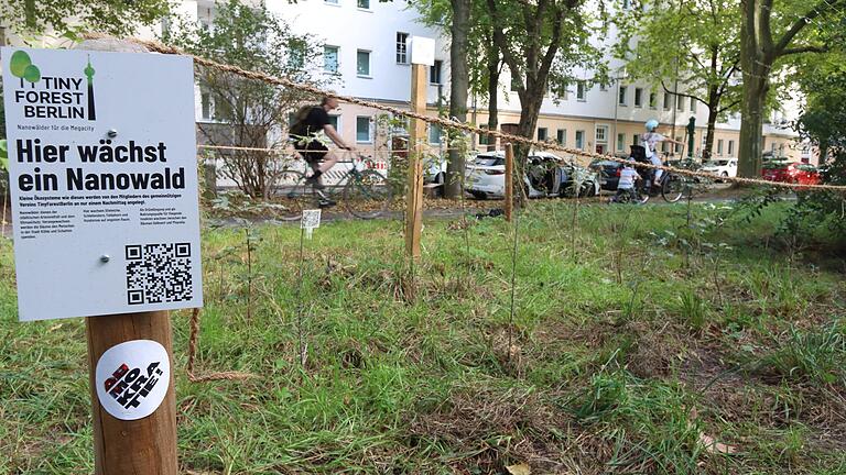 In Metropolen wie Berlin hat man bereits begonnen, Tiny Forests anzulegen. Die Wäldchen sollen helfen, Städte zu kühlen.