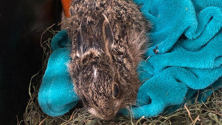 Zehn bis 15 junge Feldhasen landen im Schnitt pro Jahr bei der Tierschutzinitiative Haßberge, obwohl die Tiere gar nicht auf Hilfe angewiesen gewesen wären. Sie wurden von Unwissenden eingesammelt.