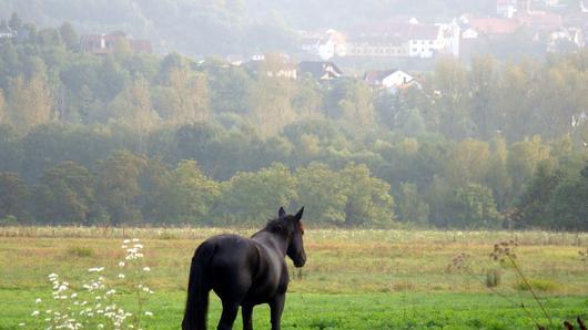 Pferd       -  Pferd auf Wiese