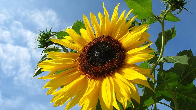 Die Sonnenblume - das Symbol der 'grünen' Politik. Die ökologisch orientierte Partei ist im Aufwind, das ist auch im Landkreis Haßberge zu spüren. Hier entsteht gerade ein neuer Ortsverband in der Gemeinde Theres. Und in Oberaurach soll im September ein weiterer Ortsverband folgen.