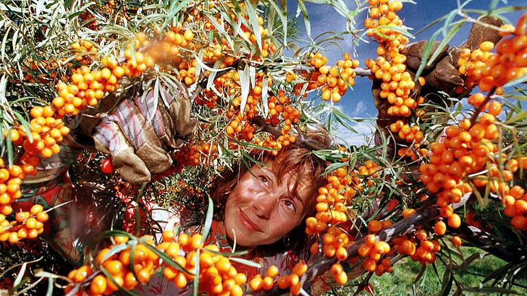 Klein, orangefarben und voller guter Inhaltsstoffe: Sanddorn ist ein Immunsystem-Booster. Klein, orangefarben und voller guter Inhaltsstoffe: Sanddorn ist ein Immunsystem-Booster. 