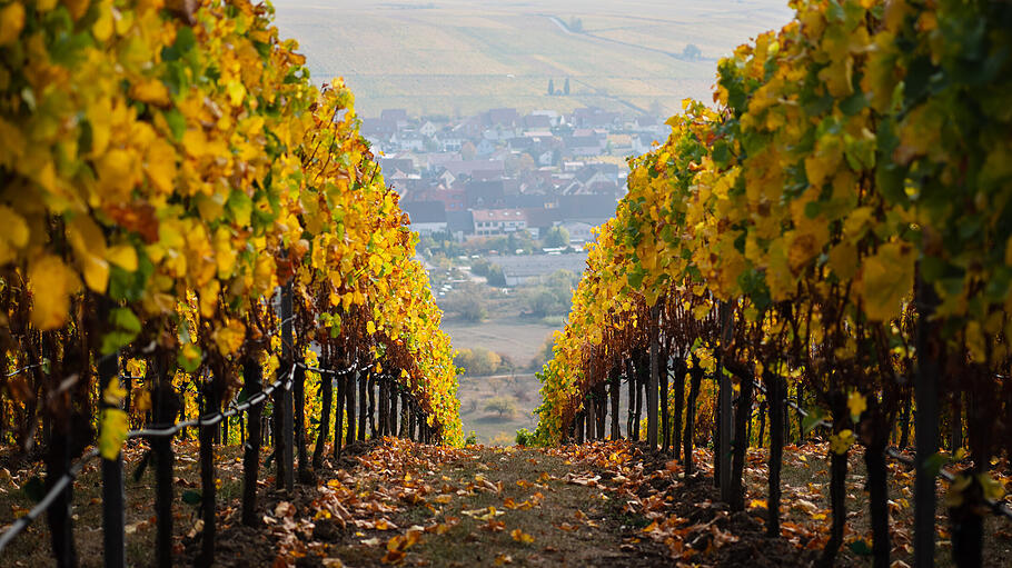 Flitterwochen in Deutschland       -  Honeymoon in Italien ist auch in Unterfranken möglich. Die Weinberge rund um die Mainschleife bei Volkach sorgen für das richtige Urlaubsfeeling.