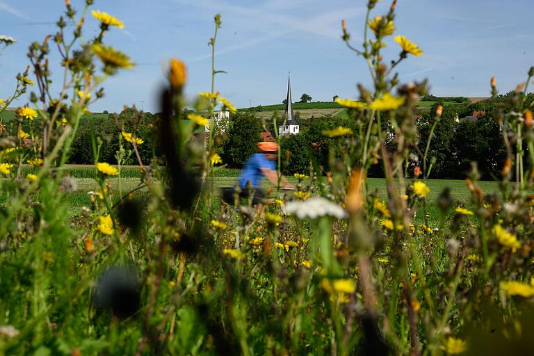 Es grünt und blüht gerade überall. Und auch unter der Woche sind viele Radlerinnen und Radler unterwegs. Im Hintergrund ragt die Kirche von Müdesheim aus der Blumenwiese. Es grünt und blüht gerade überall. Und auch unter der Woche sind viele Radlerinnen und Radler unterwegs. Im Hintergrund ragt die Kirche von Müdesheim aus der Blumenwiese.
