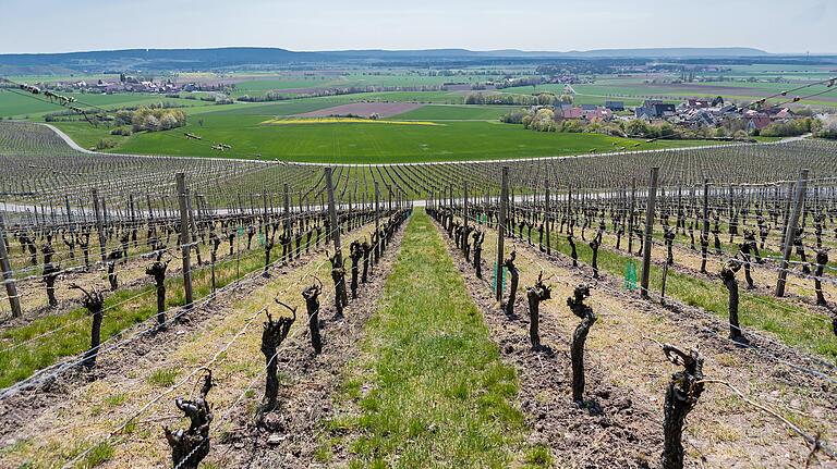 Weinberge, wie hier oberhalb von Wiebelsberg (rechts am Bildrand), prägen große Teile der Kulturlandschaft im Bereich des nördlichen Steigerwalds.