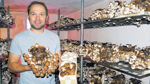 Pilze und kein Ende: Rainer Wild zeigt in einem Kellerraum, wie die Shii-Take-Pilze wachsen. Sie ähneln Steinpilzen und kommen ursprünglich aus Asien. Im Korb liegen auch die Austernpilze, die die Familie ebenfalls züchtet. Pilze und kein Ende: Rainer Wild zeigt in einem Kellerraum, wie die Shii-Take-Pilze wachsen. Sie ähneln Steinpilzen und kommen ursprünglich aus Asien. Im Korb liegen auch die Austernpilze, die die Familie ebenfalls züchtet.
