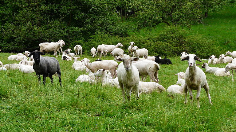 Thematischer Schwerpunkt war die ökologische Funktion von Weidetieren in der Landschaft. Thematischer Schwerpunkt war die ökologische Funktion von Weidetieren in der Landschaft.