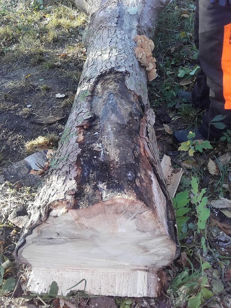 Die Bergahorne an der Dingolshäuser Straße waren von einer Pilzkrankheit befallen und mussten gefällt werden. Ihre Rinde löste sich ab.