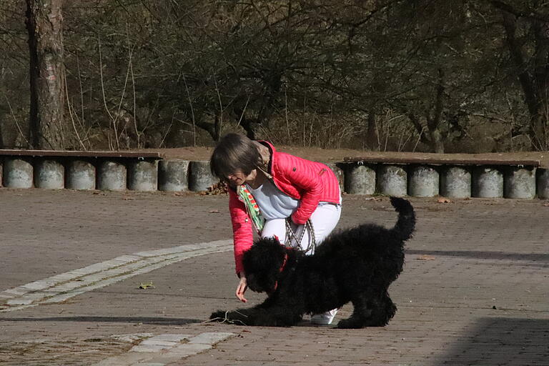 Shadow, eine Kreuzung aus Flatcoated Retriever und Königspudel, hat sich als Schulhund am Lohrer Gymnasium beworben. In den Ferien durfte er mit seinem Frauchen Carolin Herrmann schon einmal im Pausenhof spielen.&nbsp;