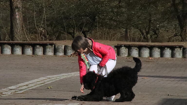 Shadow, eine Kreuzung aus Flatcoated Retriever und Königspudel, hat sich als Schulhund am Lohrer Gymnasium beworben. In den Ferien durfte er mit seinem Frauchen Carolin Herrmann schon einmal im Pausenhof spielen.&nbsp;