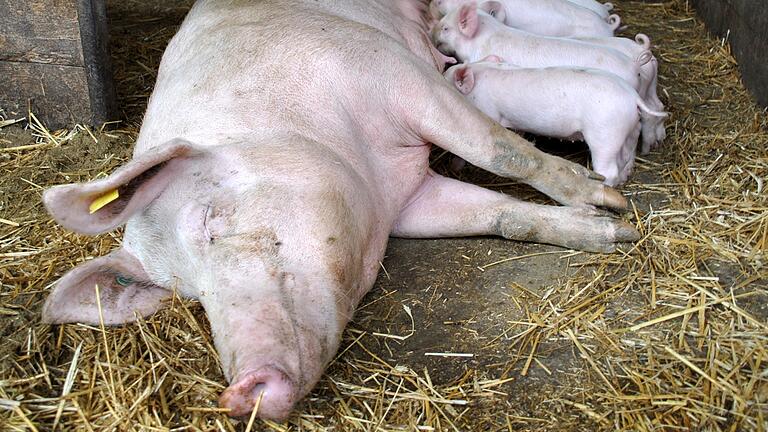 Wie sehr die bäuerliche Idylle trügen kann und welche Existenzängste oft dahinterstehen, zeigte der Film 'Der Bauer und der Bobo' mit anschließender Diskussion. Wie sehr die bäuerliche Idylle trügen kann und welche Existenzängste oft dahinterstehen, zeigte der Film 'Der Bauer und der Bobo' mit anschließender Diskussion.