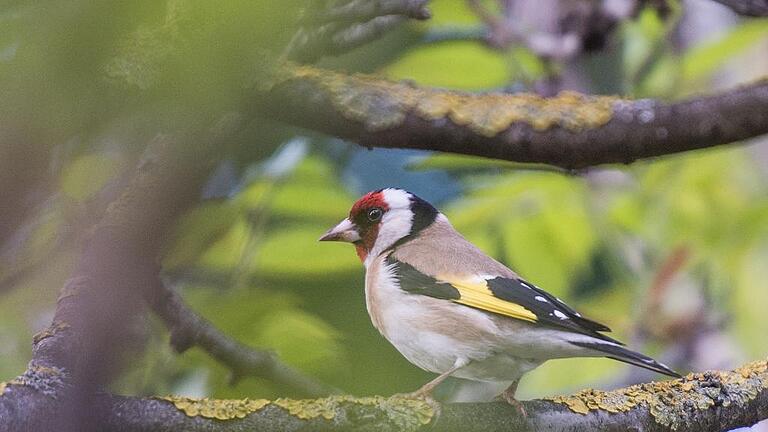 Vogelspaziergang mit dem NABU       -  Entdeckt: Ein Stieglitz (Carduelis carduelis) auf dem Ast eines Baumes in Stuttgart