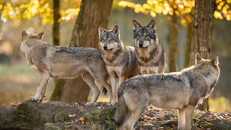 Wolfspaar gesichtet - An der Grenze zwischen Hessen und Bayern ist ein Wolfspaar unterwegs. Grundsätzlich könne man mit immer mehr Wölfen rechnen. Wolfspaar gesichtet - An der Grenze zwischen Hessen und Bayern ist ein Wolfspaar unterwegs. Grundsätzlich könne man mit immer mehr Wölfen rechnen.