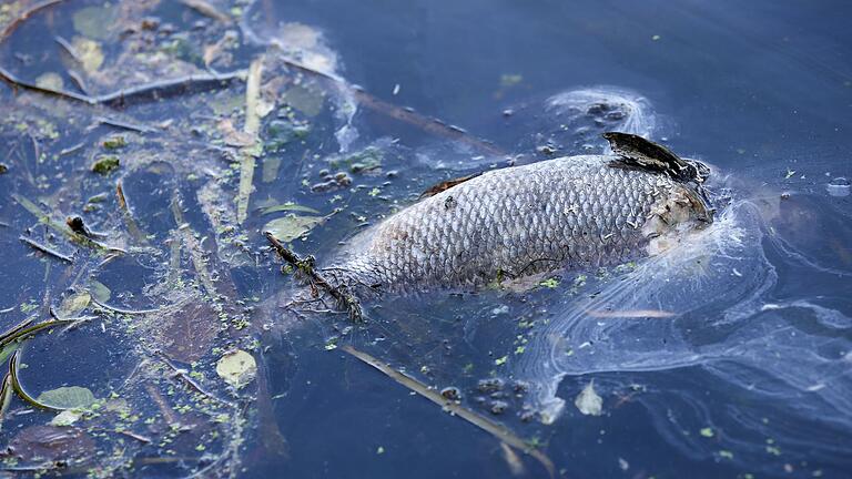 Fischsterben (Archivbild)       -  &bdquo;An einigen Stellen der Bucht gibt es im Moment kein Leben mehr, unsere Fische sind durch Sauerstoffmangel gestorben.&rdquo; (Archivbild)