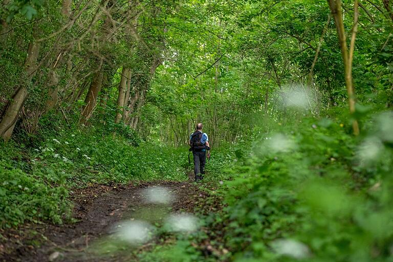 Unterwegs auf Wandertour C5 in Castell: Eine Etappe führt durch den Wald. Unterwegs auf Wandertour C5 in Castell: Eine Etappe führt durch den Wald.