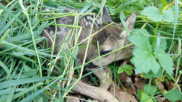 So unscheinbar wie dieses Rehkitz liegen zwischen Mai und Juni viele Kitze in den Wiesen. Jagdpächter Michael Groß, der das Reh im vergangenen Jahr gefunden und fotografiert hat, bittet die Landwirte, die Wiesen, die zur Mahd anstehen, rechtzeitig abzulaufen oder sogenannte „Pöbel“ aufzustellen.