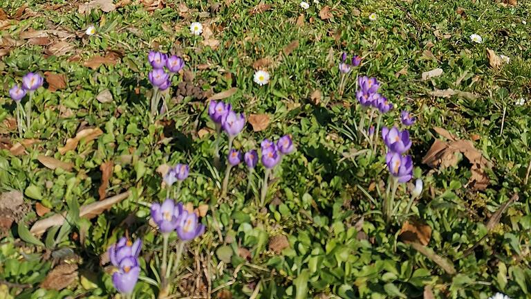 Die Blütenpracht im Park des Hofgartenschlösschens beginnt.