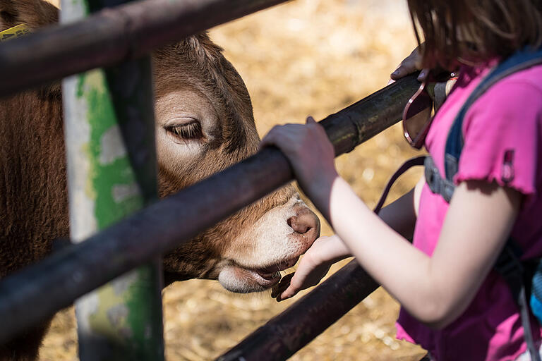 Keine Angst vor Haustieren: Mädchen trifft Kalb.  Foto: Ivana Biscan