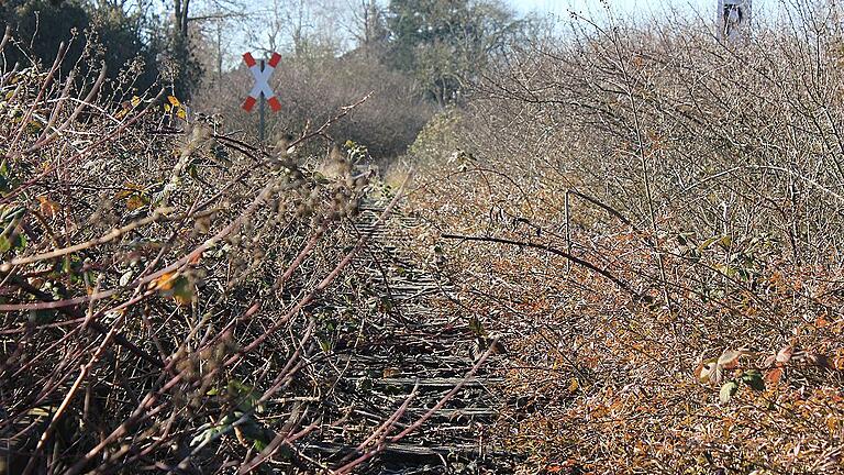 Die Gleise der Bahnstrecke Kitzingen - Schweinfurt sind, wie hier bei Kleinlangheim, stellenweise schon sehr stark zugewachsen. Eine mögliche Reaktivierung der Steigerwaldbahn wird seit Jahren intensiv und kontrovers diskutiert.