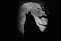 Wolf howling at the moon       -  Ein Raubtier, das die Menschen beschäftigt: Ein Wolf heult den Mond an.