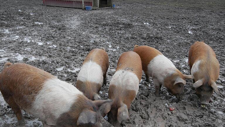 1,2 Hektar  umfasst die Schweineweide, die in eine Winter- und eine Sommerfläche unterteilt ist.       -  1,2 Hektar  umfasst die Schweineweide, die in eine Winter- und eine Sommerfläche unterteilt ist.