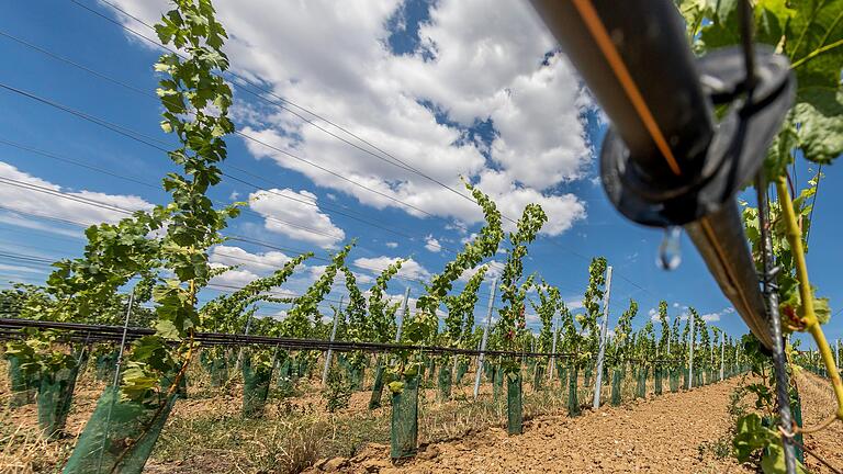 Trockene Weine sind beliebt, vertrocknete Weinreben nicht. Um trotz Regenarmut Qualitätswein zu produzieren, setzen Winzer zunehmend auf Tröpfchenbewässerung&nbsp; – so wie hier am 'Würzburger Pfaffenberg'.