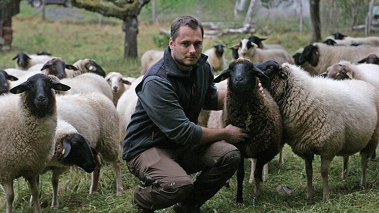 Dominik Lieb mit der Schafherde, die Anfang Oktober von zwei Wölfen attackiert wurde – trotz eines behördlich anerkannten Schutzzaunes.       -  Dominik Lieb mit der Schafherde, die Anfang Oktober von zwei Wölfen attackiert wurde – trotz eines behördlich anerkannten Schutzzaunes.