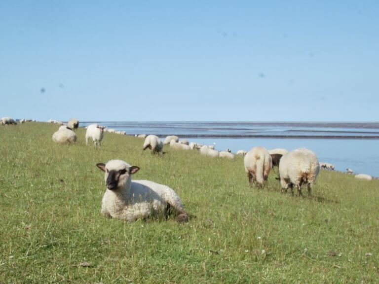 Schafe am Wattenmeer bei Norddeich. Schafe am Wattenmeer bei Norddeich.