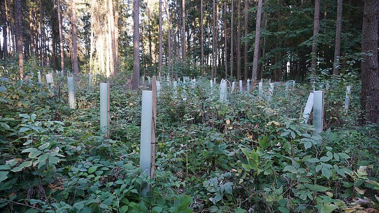 Schutzhüllen aus Plastik soll es künftig im Wald nicht mehr geben.