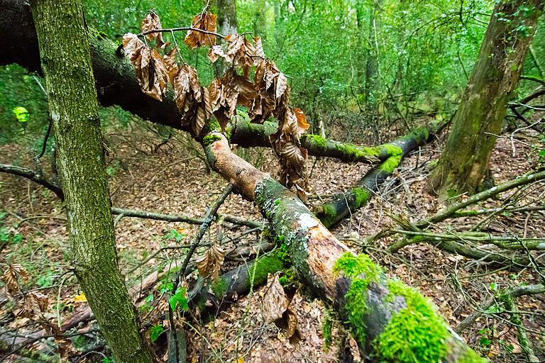 Mit dem Totholz kommt der Artenreichtum in den Wald zurück.