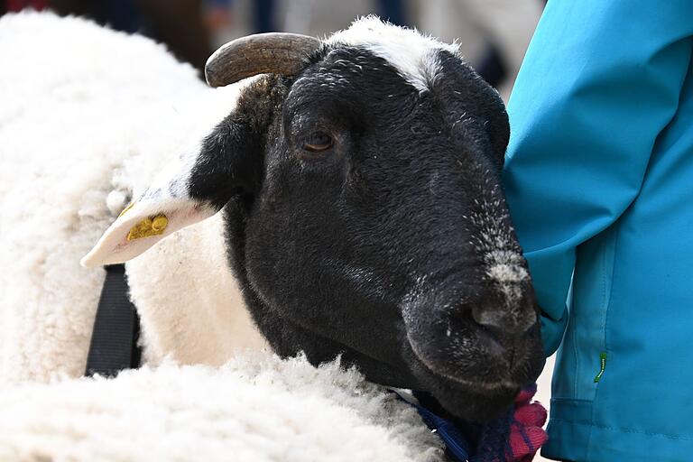 Dank der Tiere der Jugendfarm in der Leistenstraße konnte der Hammeltanz erneut durchgeführt werden.