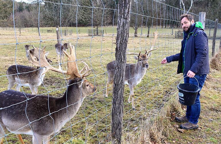 Im Winter wird jeden zweiten Tag gefüttert: Christian Kick, einer der zwei neuen Pächter des Wildgeheges am Sambachshof, versorgt die Damwild- und die Rotwildherde regelmäßig mit Nahrung, darunter frisches Heu, Äpfel oder Kastanien. Im Winter wird jeden zweiten Tag gefüttert: Christian Kick, einer der zwei neuen Pächter des Wildgeheges am Sambachshof, versorgt die Damwild- und die Rotwildherde regelmäßig mit Nahrung, darunter frisches Heu, Äpfel oder Kastanien.