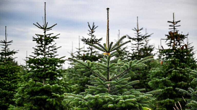 Weihnachtsbäume.jpeg       -  Sie sollen mal Weihnachtsbäume werden: Die Tannen bringen aber auch zahlreiche ungebetene Gäste ins Haus.