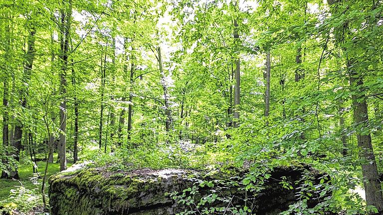 Charakteristisch: Die großen Felsbrocken (Sandstein) in den Wäldern an der Saale.