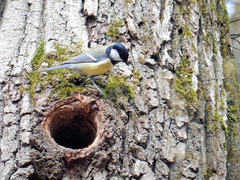 Ein Meisenpaar verzehrt im Jahr 150 Kilogramm Insekten. Ein Meisenpaar verzehrt im Jahr 150 Kilogramm Insekten.