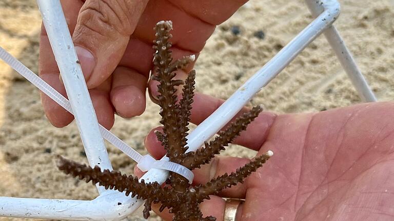 Korallenprojekt in Vietnam - In Nha Trang können Touristen lernen, wie Korallen gepflanzt werden. Korallenprojekt in Vietnam - In Nha Trang können Touristen lernen, wie Korallen gepflanzt werden.