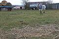 Die Reste der Grüngut-Entsorgung auf der Weide von Bio-Landwirt Udo Spitznagels Zebu-Rindern am Geisberg in Greußenheim sind im Vordergrund noch zu erkennen. Bei einem identischen Vorfall vor zehn Jahren verendete eines der Rinder.