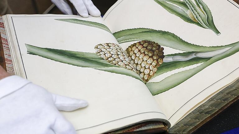Bibliophiler Schatz: die besondere, weil originalgetreu kopierte Ausgabe des „Hortus Malabaricus“, einer großen Darstellung der Pflanzen des indischen Bundesstaates Kerala aus dem 17. Jahrhundert. Am Sonntag ist sie in der Universitätsbibliothek zu sehen. Bibliophiler Schatz: die besondere, weil originalgetreu kopierte Ausgabe des „Hortus Malabaricus“, einer großen Darstellung der Pflanzen des indischen Bundesstaates Kerala aus dem 17. Jahrhundert. Am Sonntag ist sie in der Universitätsbibliothek zu sehen.