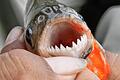 Das ist er mit seinen scharfen Zähnchen: ein Piranha aus dem Amazonas.