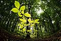 Internationaler Waldtag       -  Buchen zeichnen des Spessart aus, sagt Botanikprofessor Burkhard Büdel. Der gebürtige Frammersbacher setzt sich deshalb für einen Nationalpark im Spessart ein.