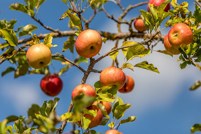 Im Herbst lockt am Wegesrand so manche Frucht. Im Herbst lockt am Wegesrand so manche Frucht.