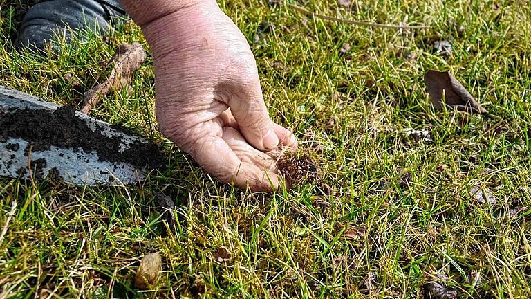 Grasfilz verhindert, dass Wasser oder Dünger an die Wurzeln der Gräser kommen. Wer seinen Rasen vertikutiert, wird das lästige Filz los. Lara Meißner Grasfilz verhindert, dass Wasser oder Dünger an die Wurzeln der Gräser kommen. Wer seinen Rasen vertikutiert, wird das lästige Filz los. Lara Meißner