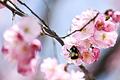 Essen fassen: Eine Hummel bedient sich am Bodensee an der Blüte einer Zierkirsche. Foto: Felix Kästle       -  Der am Barbaratag geschnittene Zweig - etwa einer Kirsche - soll beim Aufblühen Glück bringen.
