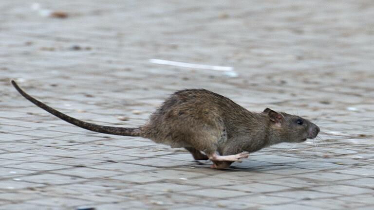 Eine Ratte läuft in einer Stadt über den Gehweg (Symbolfoto).