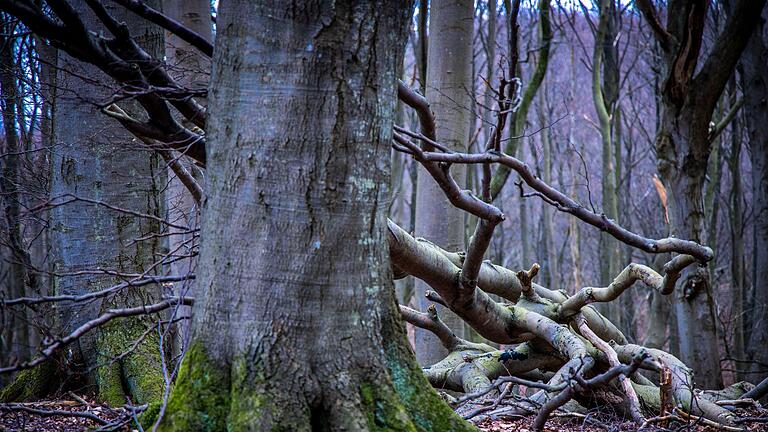 Buchenwälder im Nationalpark Jasmund - Es sieht so aus, als könnten Buchen in Zukunft nicht mehr so alt und groß werden, sondern kleiner bleiben. Buchenwälder im Nationalpark Jasmund - Es sieht so aus, als könnten Buchen in Zukunft nicht mehr so alt und groß werden, sondern kleiner bleiben.