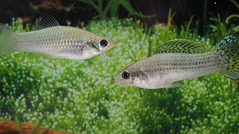 Amazonenkärpfling       -  Zwei Amazonenkärpflinge im Aquarium. Biochemiker Manfred Schartl fand heraus, warum die Fischart seit 100 000 Jahren überlebt, obwohl sie sich ausschließlich selbst klont.Fotos: Manfred Schartl, Th. müller