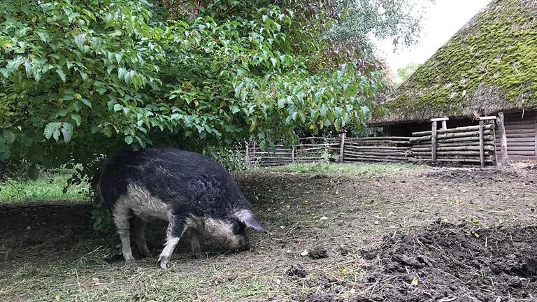 Der Traum für Tier und Verbraucher, der mit der Wirklichkeit nicht allzu viel zu tun hat: Eine Schweinehaltung, bei der sich die Borstentiere sauwohl fühlen. Das Bild wie aus der 'guten alten Zeit' zeigt ein Schwalbenbäuchiges Wollschwein im Freilandmuseum Bad Windsheim. Der Traum für Tier und Verbraucher, der mit der Wirklichkeit nicht allzu viel zu tun hat: Eine Schweinehaltung, bei der sich die Borstentiere sauwohl fühlen. Das Bild wie aus der 'guten alten Zeit' zeigt ein Schwalbenbäuchiges Wollschwein im Freilandmuseum Bad Windsheim.