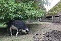 Der Traum für Tier und Verbraucher, der mit der Wirklichkeit nicht allzu viel zu tun hat: Eine Schweinehaltung, bei der sich die Borstentiere sauwohl fühlen. Das Bild wie aus der 'guten alten Zeit' zeigt ein Schwalbenbäuchiges Wollschwein im Freilandmuseum Bad Windsheim.
