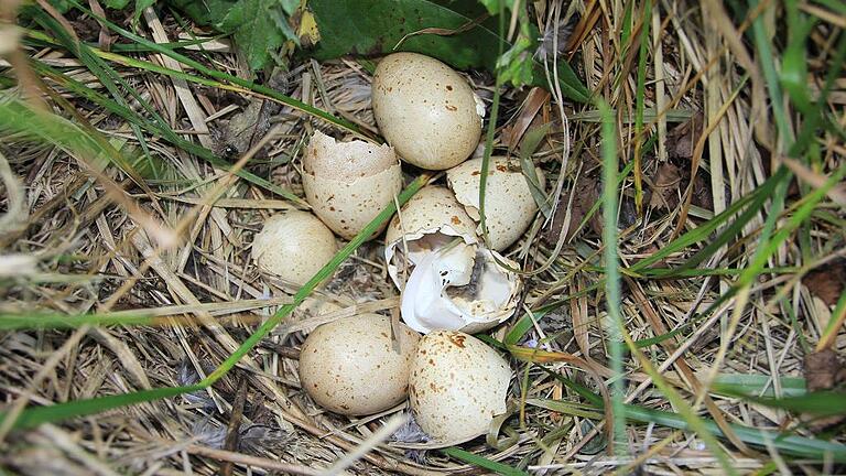 Geschlüpft: Die Eier sind ausgebrütet und die Birkwild-Küken haben das Nest verlassen.