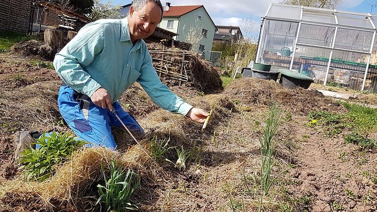 Über Spargel - grün, weiß, lila - aus dem eigenen Garten freut sich Norbert Schmäling, schön eingebettet in Mulch und Kompost. - Über Spargel - grün, weiß, lila - aus dem eigenen Garten freut sich Norbert Schmäling, schön eingebettet in Mulch und Kompost. Über Spargel - grün, weiß, lila - aus dem eigenen Garten freut sich Norbert Schmäling, schön eingebettet in Mulch und Kompost. - Über Spargel - grün, weiß, lila - aus dem eigenen Garten freut sich Norbert Schmäling, schön eingebettet in Mulch und Kompost.