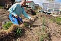 Über Spargel - grün, weiß, lila - aus dem eigenen Garten freut sich Norbert Schmäling, schön eingebettet in Mulch und Kompost.       -  Über Spargel - grün, weiß, lila - aus dem eigenen Garten freut sich Norbert Schmäling, schön eingebettet in Mulch und Kompost.